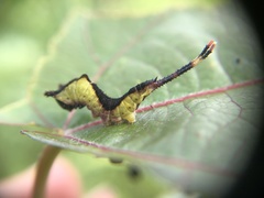 Cerura