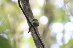 Lepidothrix coronata