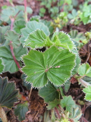 Alchemilla pectinata