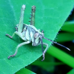 Agriacris