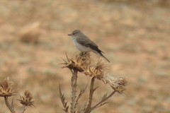 Muscicapa striata striata