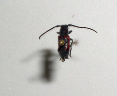 Tetraopes discoideus