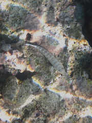 Parapercis millepunctata