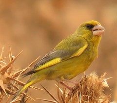 Chloris chloris voousi