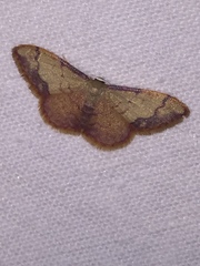 Idaea ostrinaria