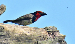 Lybius torquatus torquatus