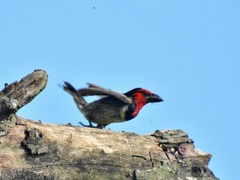 Lybius torquatus torquatus