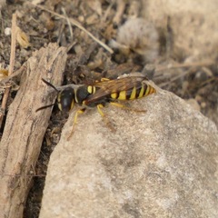 Philanthus triangulum