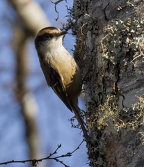 Aphrastura spinicauda spinicauda