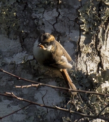 Aphrastura spinicauda spinicauda