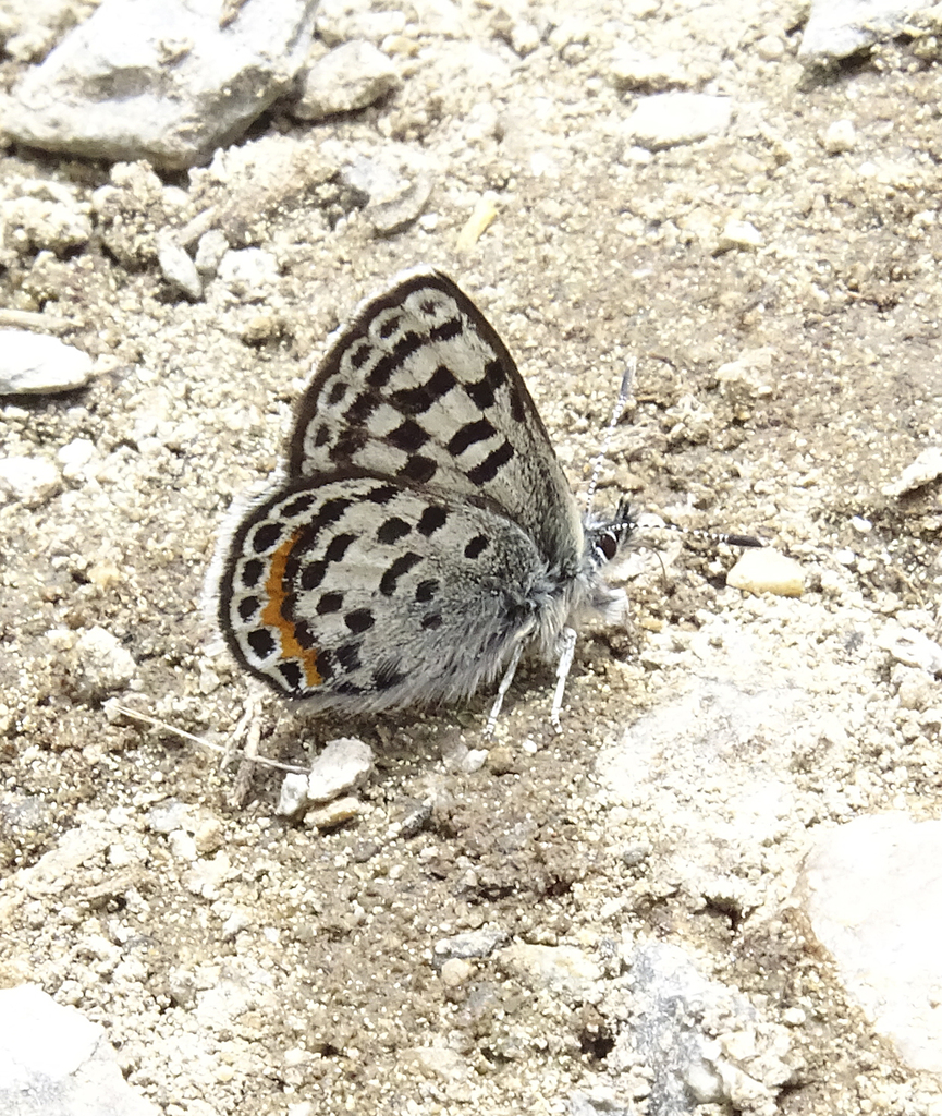 Square-spotted Blue