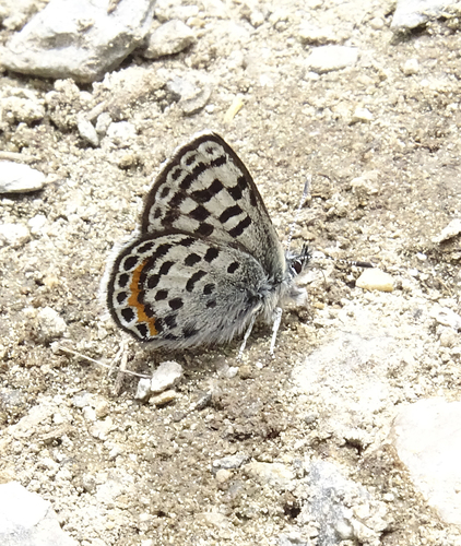 Square-spotted Blue