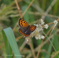Lycaena phlaeas