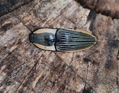 Chalcolepidius bomplandii