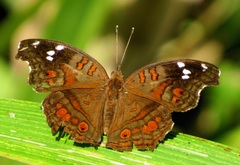 Junonia natalica natalica