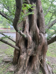 Metasequoia glyptostroboides