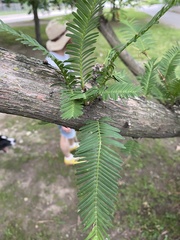 Metasequoia glyptostroboides