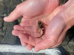 Oligocottus rubellio