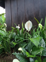 Spathiphyllum wallisii