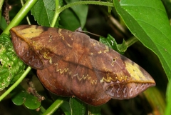 Hypopyra capensis