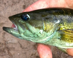 Micropterus coosae