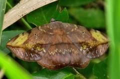 Hypopyra capensis