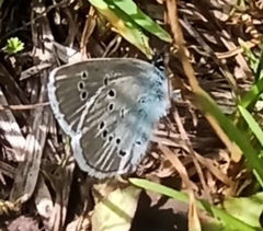 Cyaniris semiargus