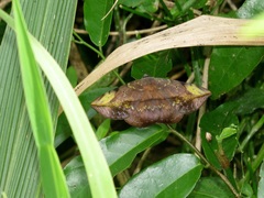 Hypopyra capensis