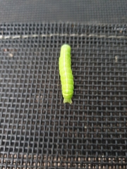 Orthosia cerasi