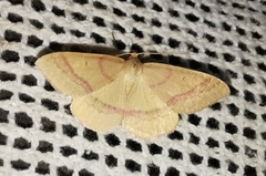 Rhodostrophia calabra