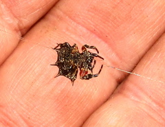 Isoxya tabulata