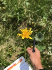 Crepis paludosa