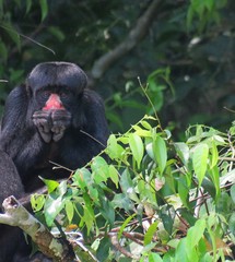 Chiropotes albinasus