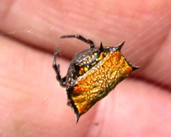 Isoxya tabulata