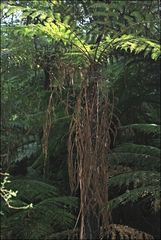 Cyathea marcescens
