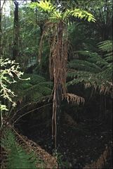 Cyathea marcescens