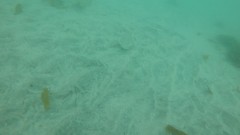 Paralichthys californicus
