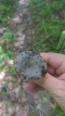 Russula subgraminicolor