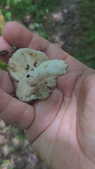 Russula subgraminicolor