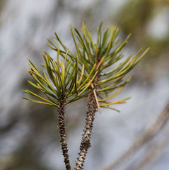 Pinus contorta bolanderi