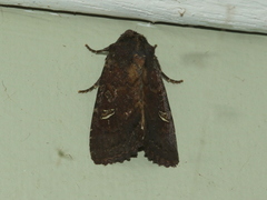 Neumichtis adamantina