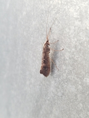 Glyphopsyche irrorata