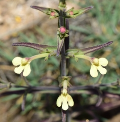 Odontites longiflorus