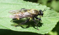 Laphria divisor