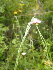 Brachypodium phoenicoides