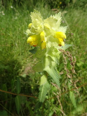 Rhinanthus alectorolophus