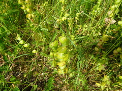 Rhinanthus alectorolophus