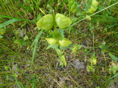 Rhinanthus alectorolophus