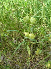 Rhinanthus alectorolophus