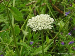 Daucus carota gummifer